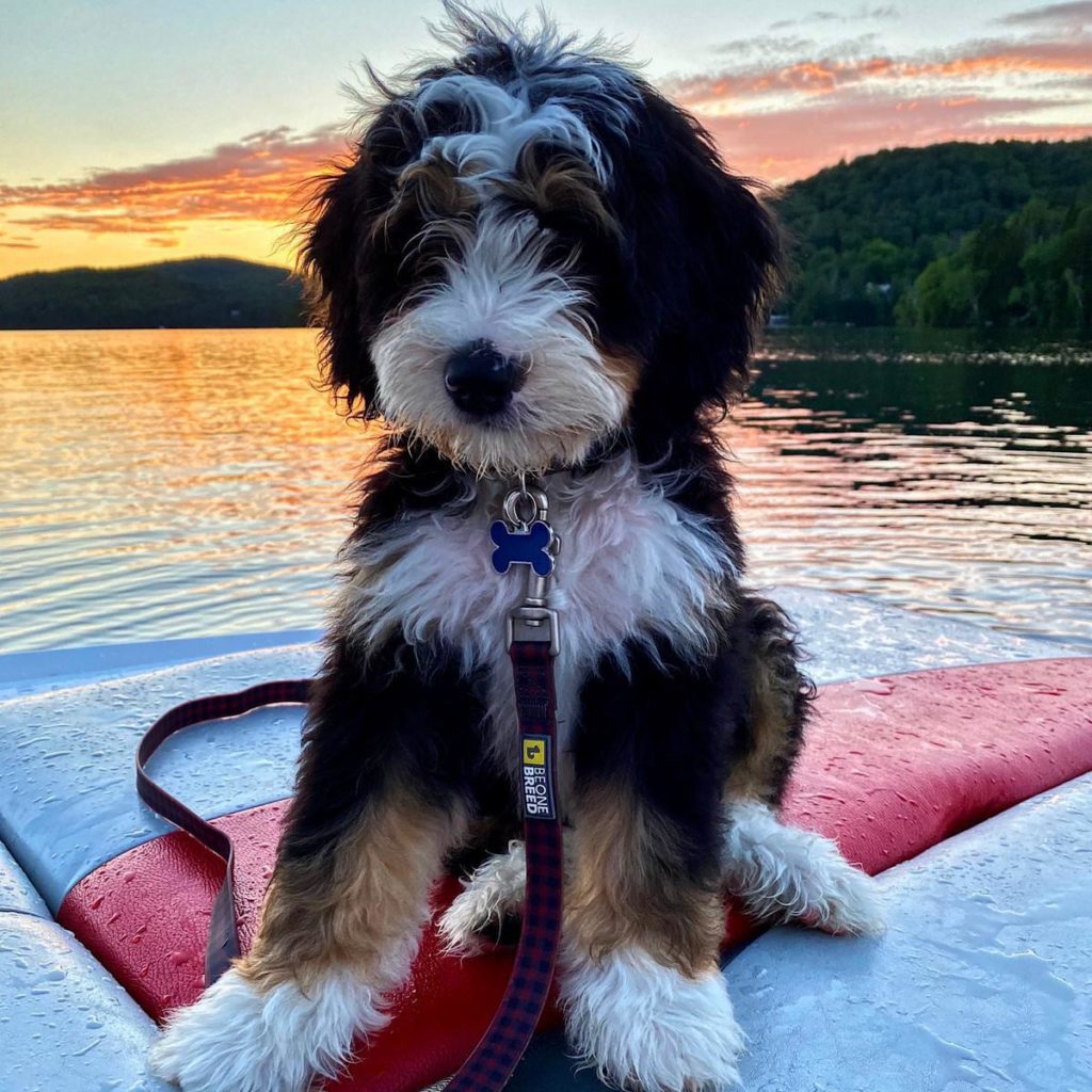 ABOUT US & OUR MINI-BERNEDOODLES...