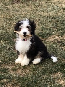 Snow Dog Review