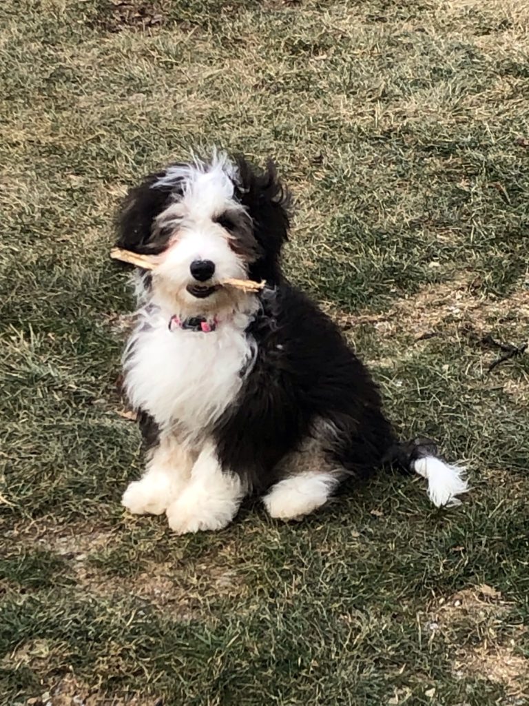 Snow Dog Review