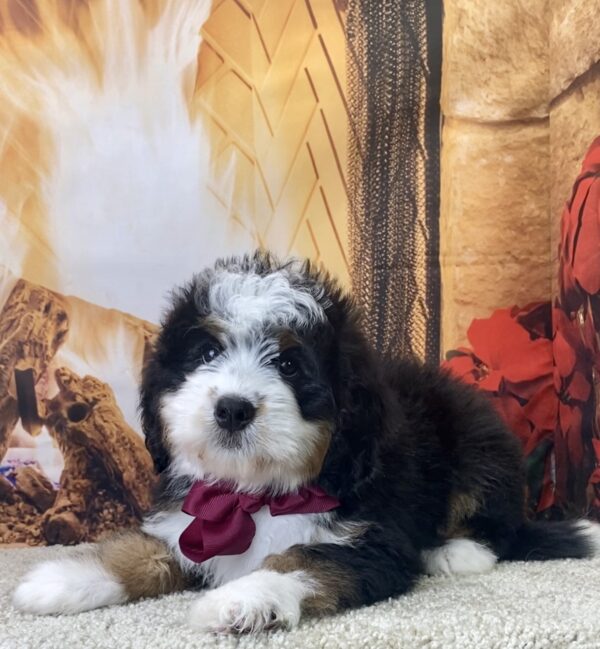 Ms. Whitney the Mini-Bernedoodle - Image 2