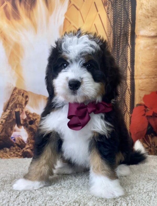 Ms. Whitney the Mini-Bernedoodle - Image 3