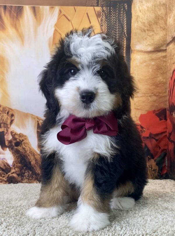 Ms. Whitney the Mini-Bernedoodle - Image 4