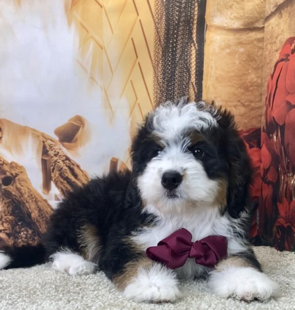 Ms. Whitney the Mini-Bernedoodle - Image 5