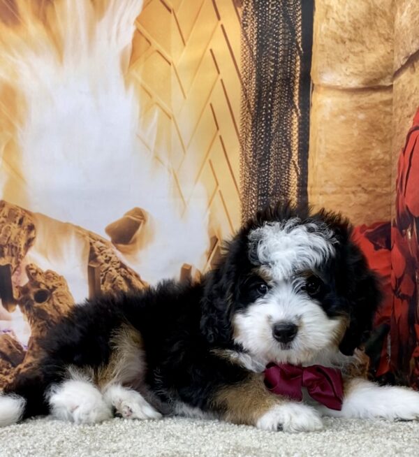 Ms. Whitney the Mini-Bernedoodle - Image 6