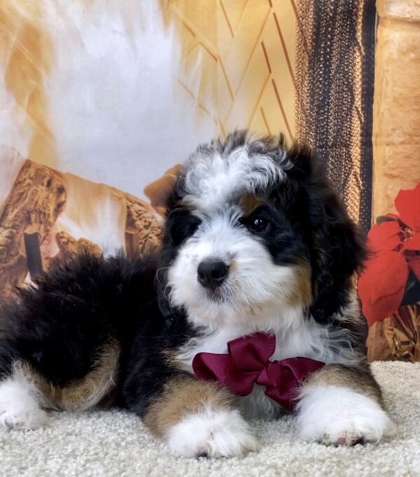 Ms. Whitney the Mini-Bernedoodle - Image 7
