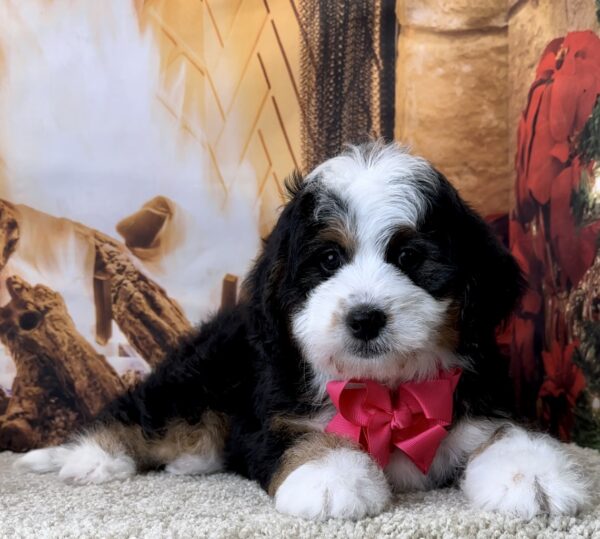Ms. Valerie the Mini-Bernedoodle - Image 2
