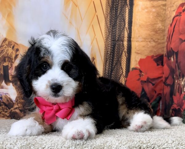 Ms. Valerie the Mini-Bernedoodle - Image 3