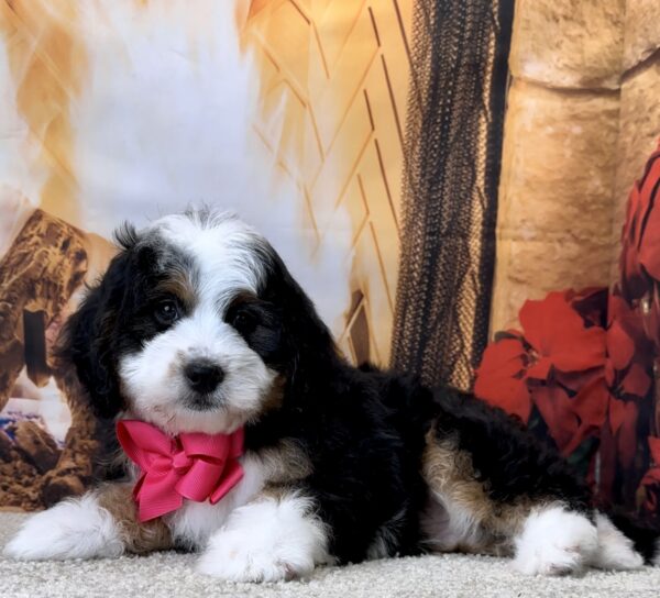 Ms. Valerie the Mini-Bernedoodle - Image 4