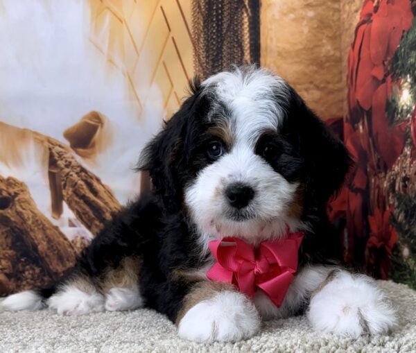 Ms. Valerie the Mini-Bernedoodle - Image 6