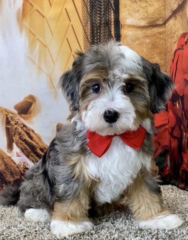Ms. Princess the Micro Mini-Bernedoodle - Image 4