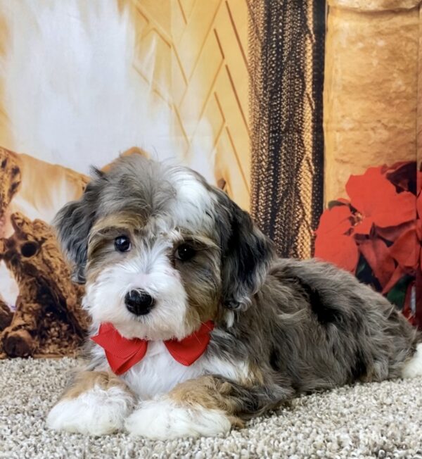 Ms. Princess the Micro Mini-Bernedoodle - Image 3