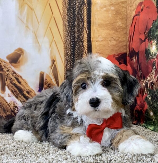 Ms. Princess the Micro Mini-Bernedoodle - Image 2