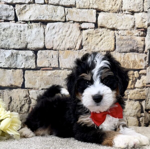 Mr. Jude the Mini-Bernedoodle - Image 2