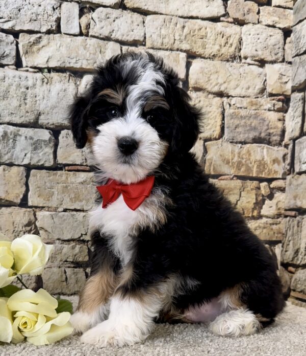Mr. Jude the Mini-Bernedoodle - Image 3