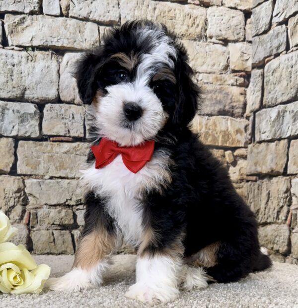 Mr. Jude the Mini-Bernedoodle - Image 4