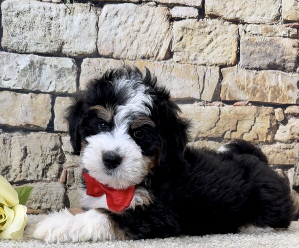 Mr. Jude the Mini-Bernedoodle - Image 5