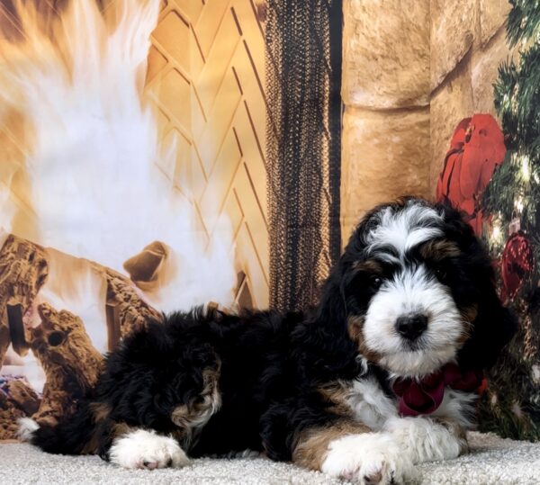 Ms. Miracle the Mini-Bernedoodle - Image 2