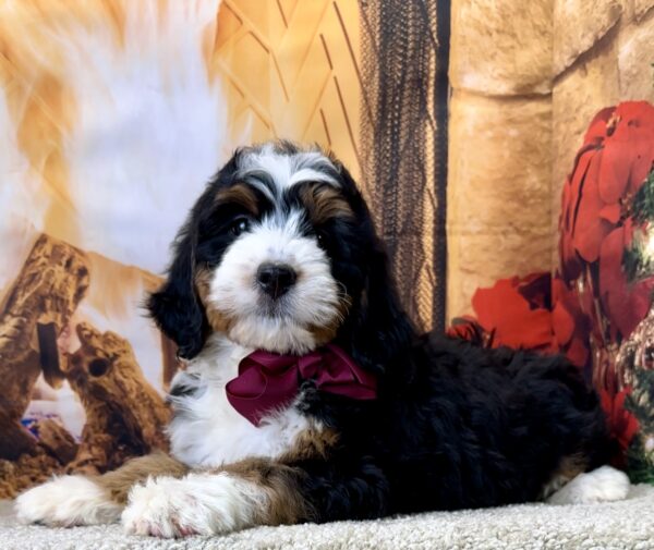 Ms. Miracle the Mini-Bernedoodle - Image 3