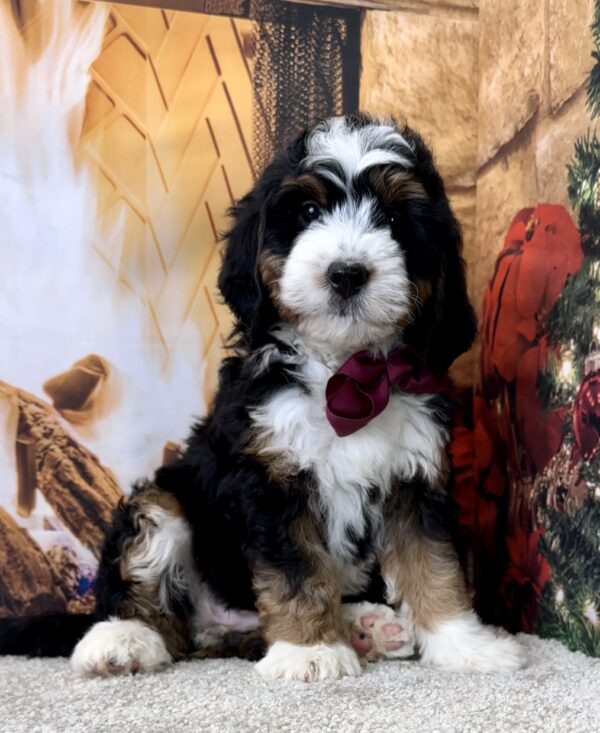 Ms. Miracle the Mini-Bernedoodle - Image 4