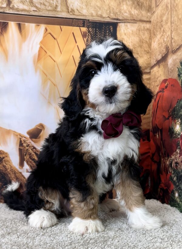 Ms. Miracle the Mini-Bernedoodle - Image 5