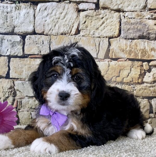 Ms. Brianna the Mini-Bernedoodle - Image 2