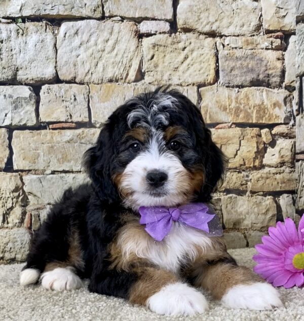 Ms. Brianna the Mini-Bernedoodle - Image 3