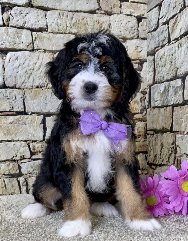Ms. Brianna the Mini-Bernedoodle - Image 4
