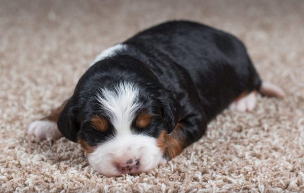 Future Litter Deposit puppy