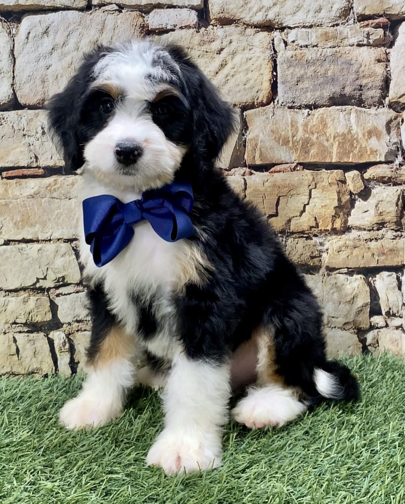 Mr. Izaak The Mini-Bernedoodle Profile Picture