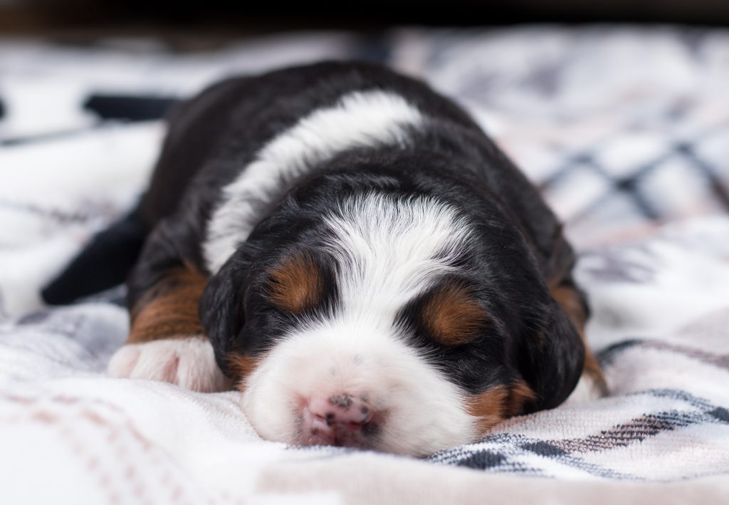 Tiny Tri Colored Mini-Bernedoodle Puppy Sleeping On Blanket