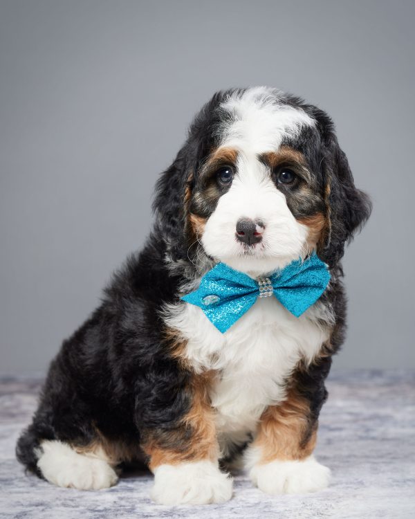Mr. Weston the Mini-Bernedoodle - Image 2