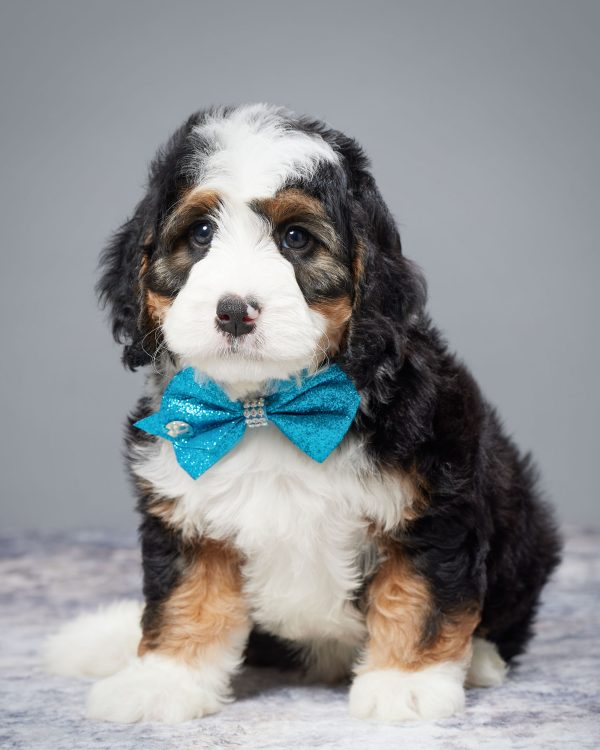 Mr. Weston the Mini-Bernedoodle - Image 3