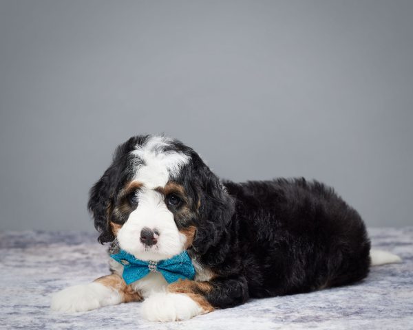 Mr. Weston the Mini-Bernedoodle - Image 4