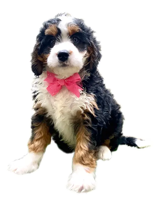 Mini Bernedoodle Puppy Cutout With White Outline