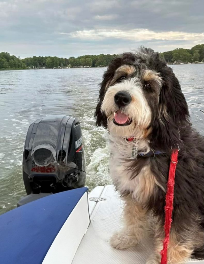 Full Grown Mini-Bernedoodle Dog Smiling While On A Boat Ride