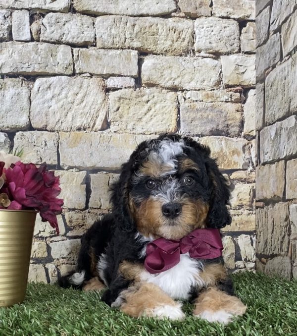 Ms. Chloe the F1B Micro Mini-Bernedoodle - Image 2