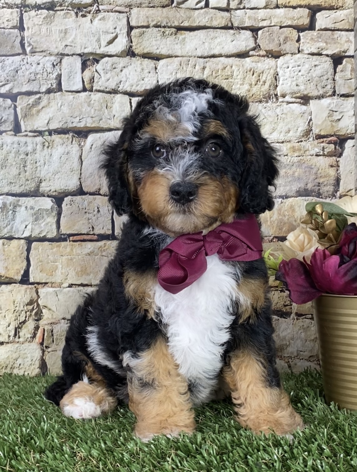 Ms. Chloe the F1B Micro Mini-Bernedoodle