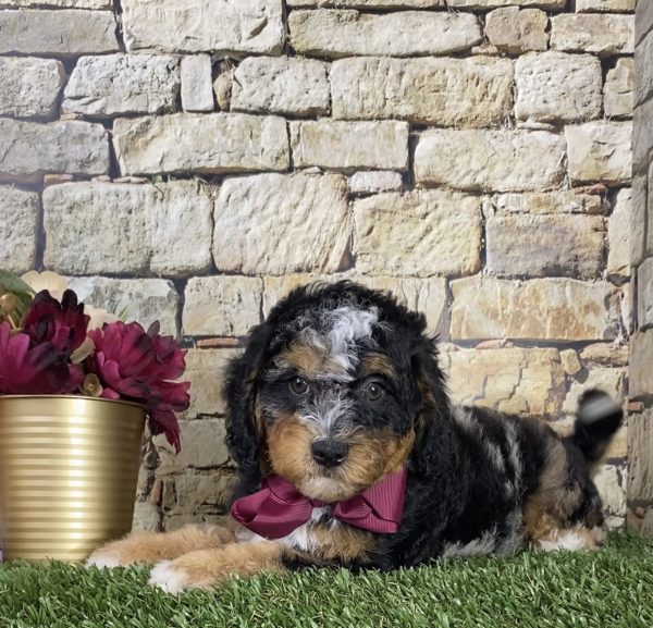 Ms. Chloe the F1B Micro Mini-Bernedoodle - Image 3