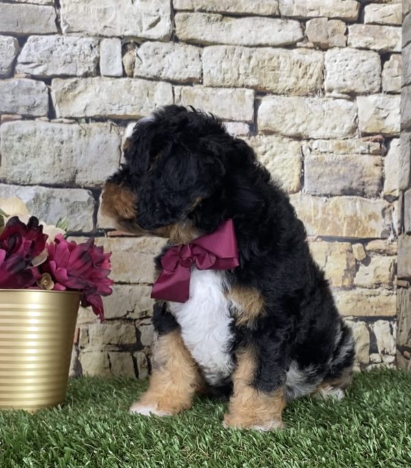 Ms. Chloe the F1B Micro Mini-Bernedoodle - Image 4