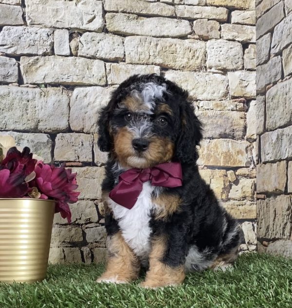Ms. Chloe the F1B Micro Mini-Bernedoodle - Image 5