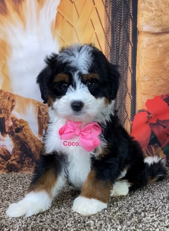 Mini Bernedoodle Puppy Sitting In Front Of A Fireplace