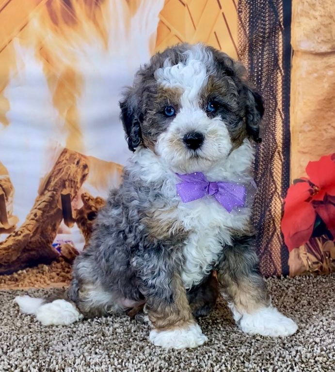 Micro Mini Bernedoodle Puppy