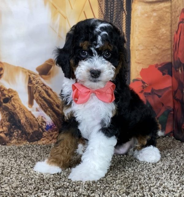 F1B Mini Bernedoodle Sitting In Front Of Fireplace