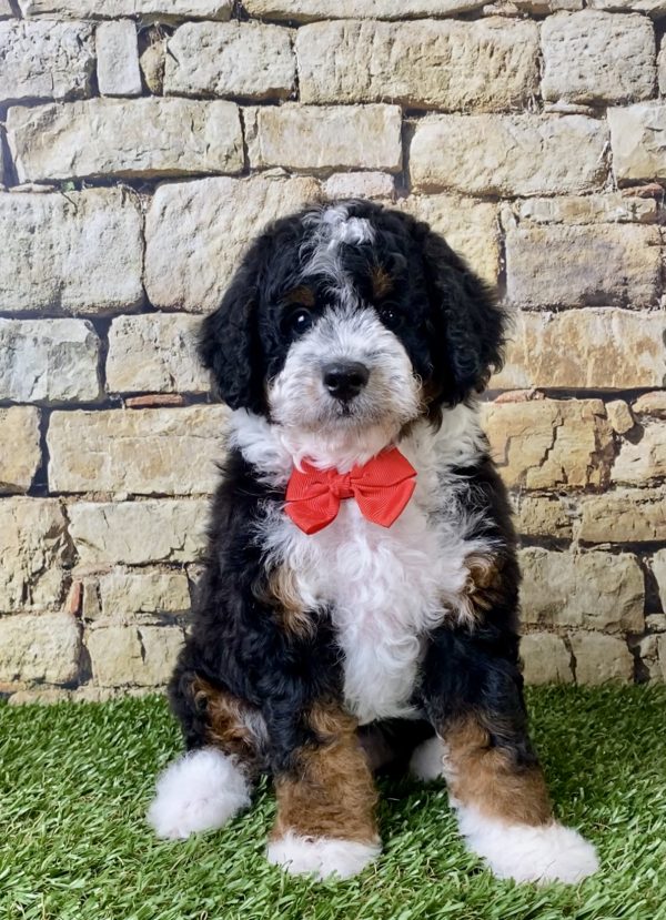 Mr. Ivo the F1B Micro Mini-Bernedoodle puppy