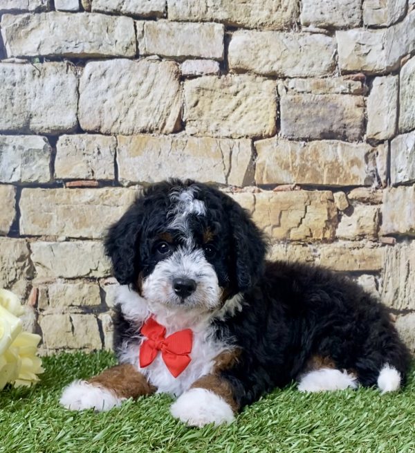 Mr. Ivo the F1B Micro Mini-Bernedoodle - Image 3