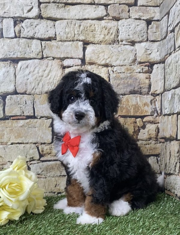 Mr. Ivo the F1B Micro Mini-Bernedoodle - Image 4