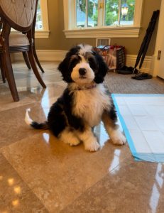 Mr. Brunson the Mini-Bernedoodle