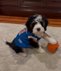 Mr. Brunson the Mini-Bernedoodle