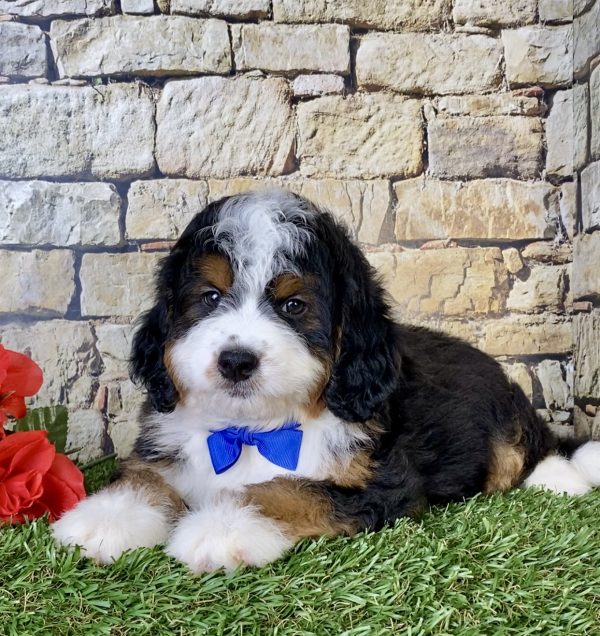Mr. Olaf the Mini-Bernedoodle - Image 6