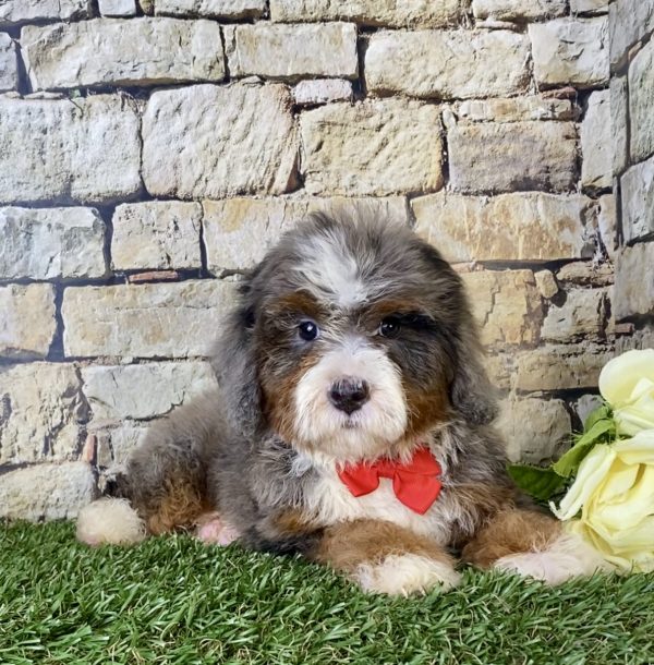 Mr. Blu the Mini-Bernedoodle - Image 2